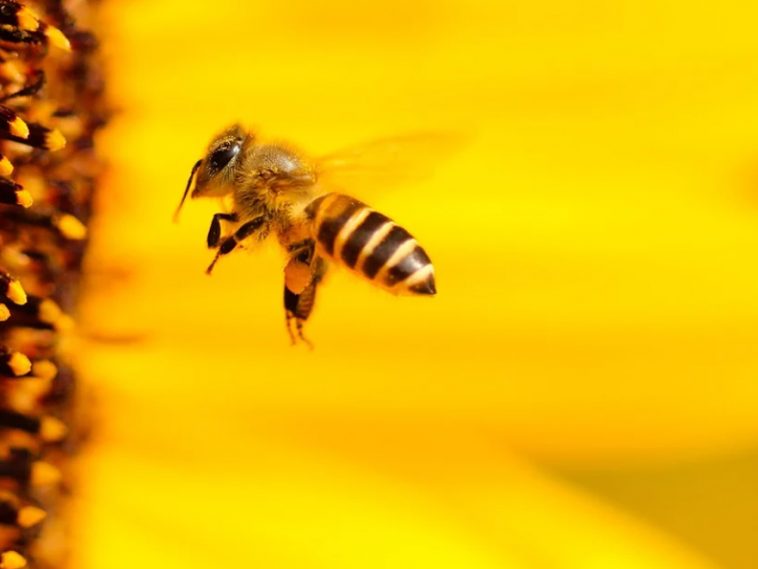 As flores e as abelhas nativas - Aldeia da Gente