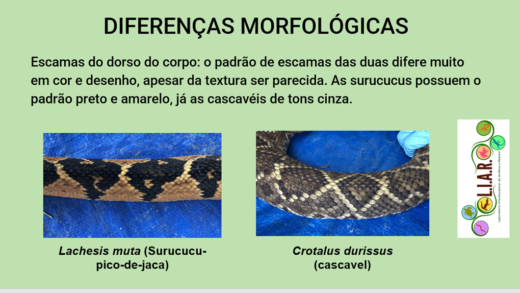 Surucucu - características, ecologia - Cobras - InfoEscola