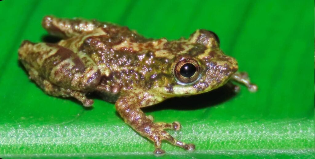 perereca